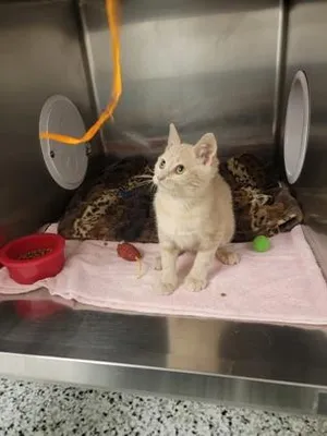 Roo