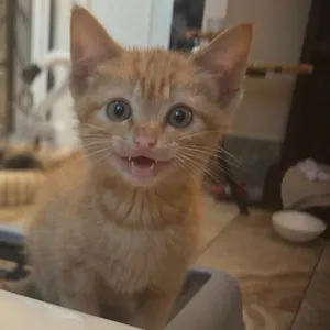 Tang