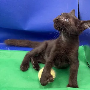 Morgana