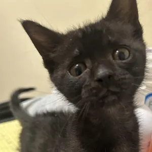 Salem