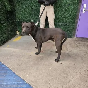 CHOCO