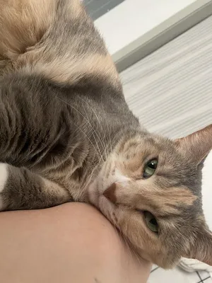 Lyla