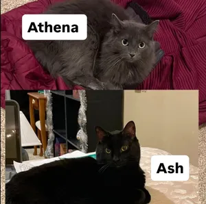 Athena