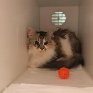 Autumn - Adoption Pending