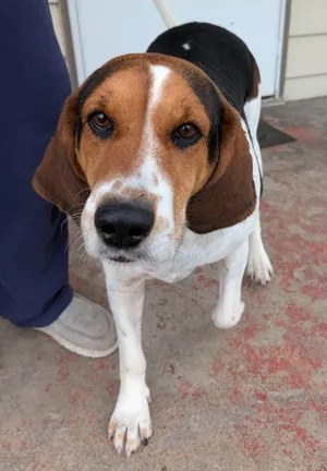 Abby - Courtey Listing - DO NOT Call the Shelter - Contact Info. is in Bio