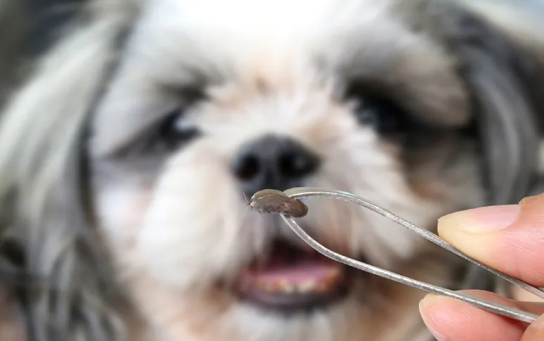 How To Protect Puppies From Flea And Tick?