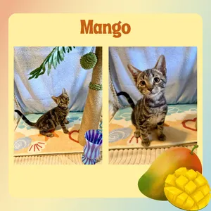 Mango