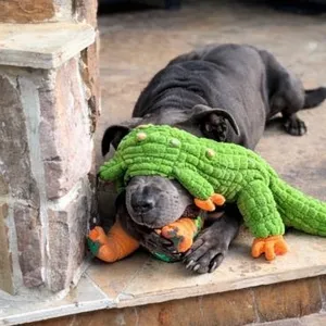 Rex Loves Toys