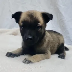 Woody (Chantelle Pup 5)