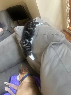 Bernard