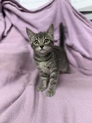 Posie
