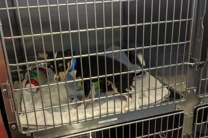 Rancho Cucamonga Animal Care & Adoption Center