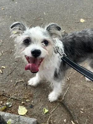 Ringo