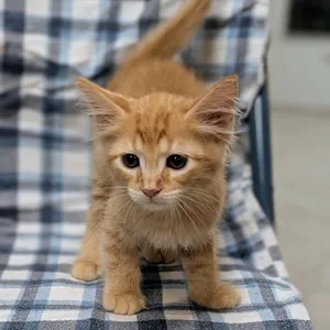 Einstein