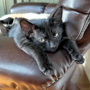 Bat