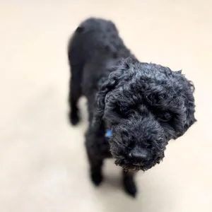 GEORGE