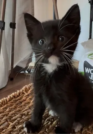 Remy