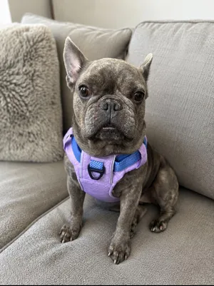 Isabel