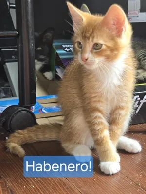 Habanero