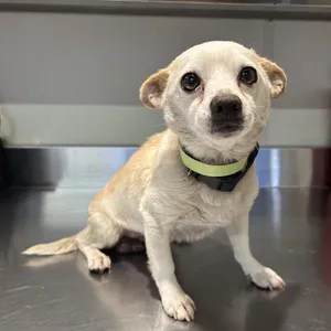 IVHS-Stray-140460