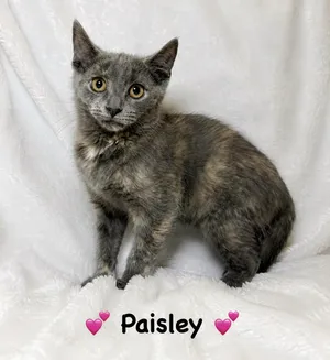 Paisley