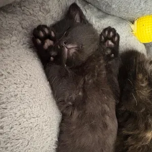 Molasses (In Foster)