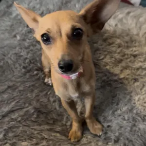 Nefertiti