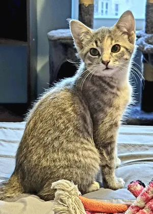 Hailey