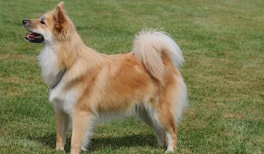 Icelandic Sheepdog