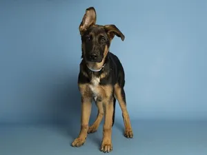 MAXIMUS
