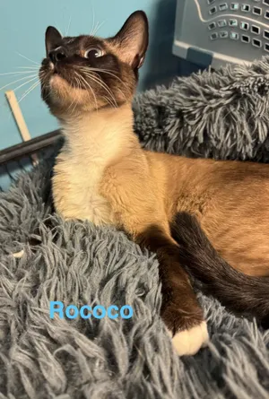 Rococo