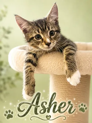 Asher (FCID# 06/30/2026 - 4) KDC