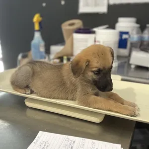 Archie