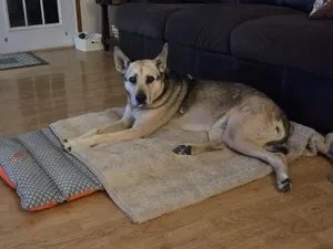 Luna available at Charlie's Little Dog House